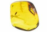 Polished Chiapas Amber With Insect Inclusion ( g) - Mexico #102809-1